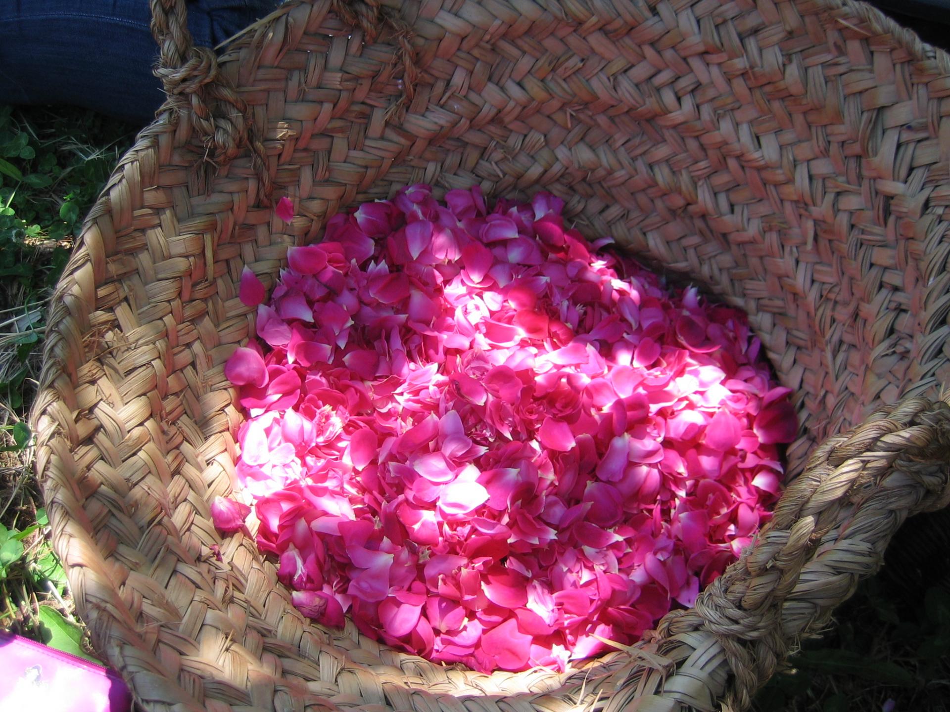 Pétales de roses récoltées en Anjou à Doué la Fontaine pour produire la célèbre Eau de rose