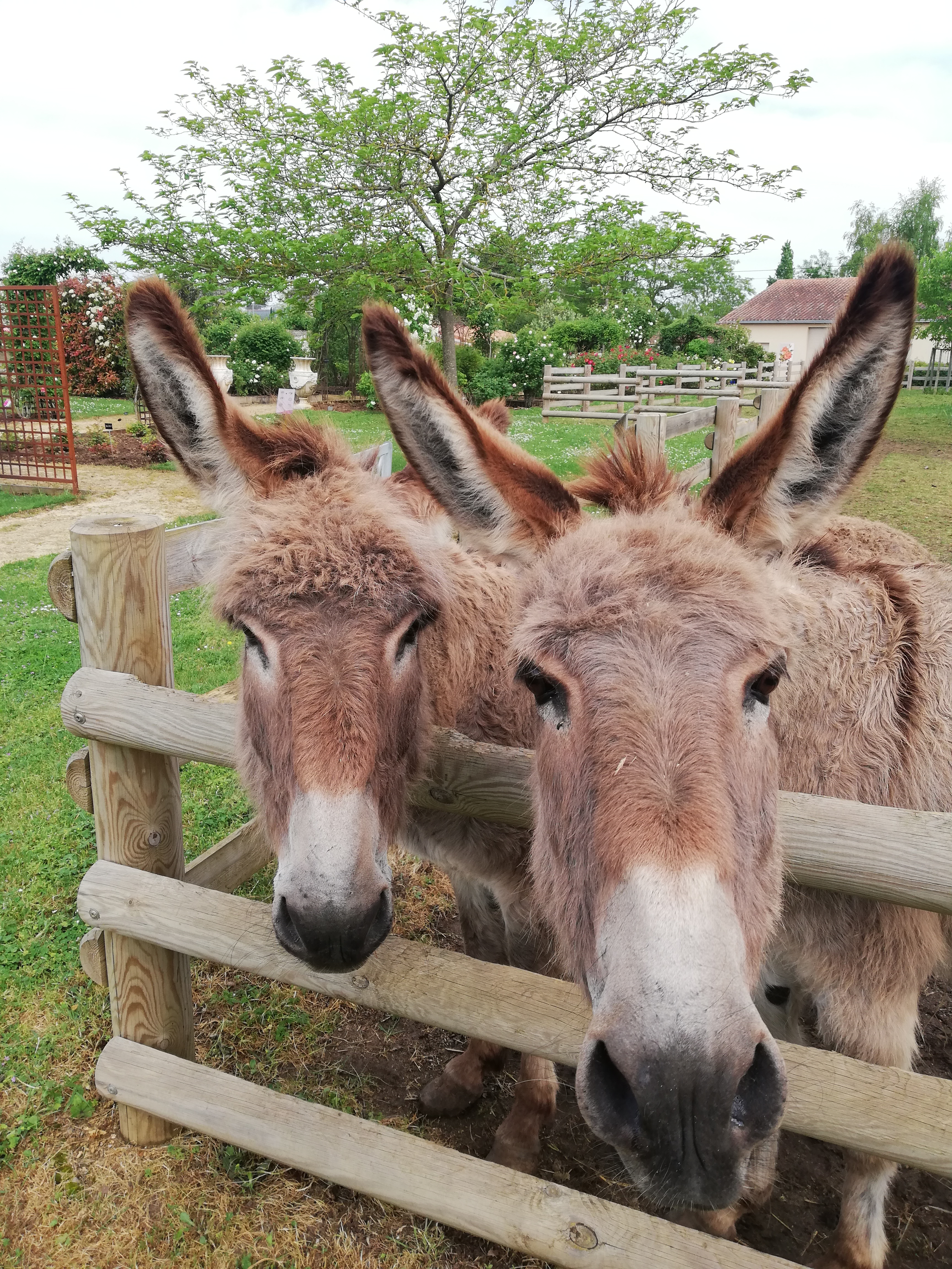 The donkeys of Terre de Rose : Animal park: The donkeys of Terre de Rose DouÃ© la Fontaine