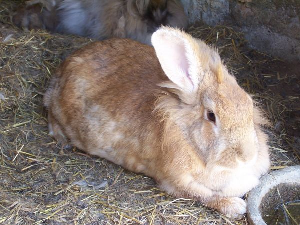  27/5000 The rabbits of Terre de Rose